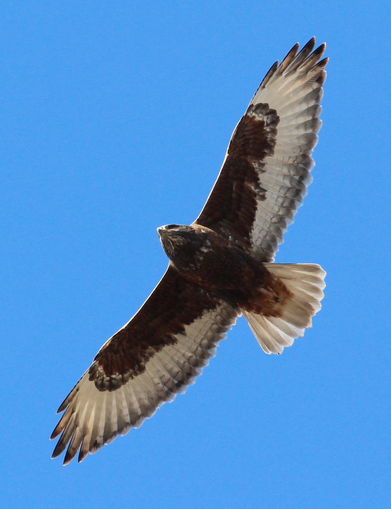 Ferruginous Hawk - eBirdr