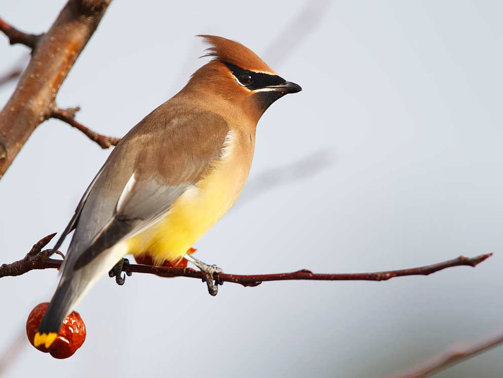 Cedar Waxwing - eBirdr