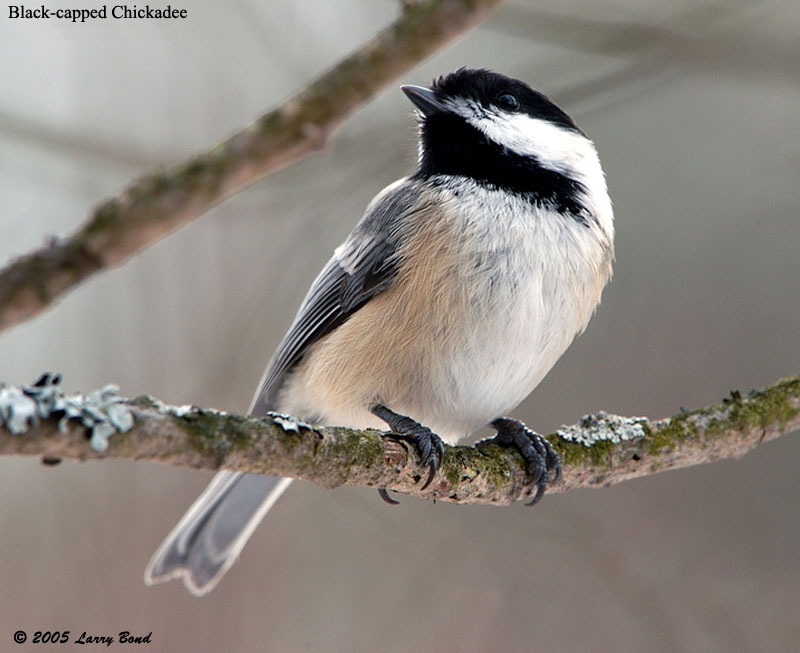 Black-capped Chickadee - eBirdr