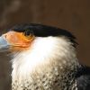 Northern Caracara