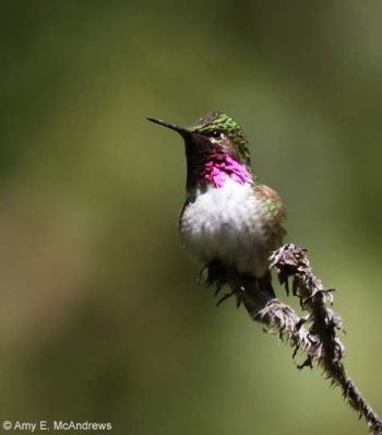 N. Jalatengo (Sierra de Miahuatlan), Oaxaca