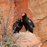 Adult and immature