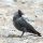 Eurasian Jackdaw