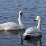 Whooper Swans