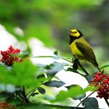 Male Hooded Warbler