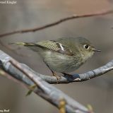 Ruby-crowned Kinglet