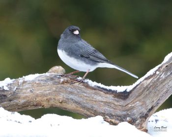 Dark-eyed Junco