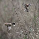 In flight - November 21, 2011