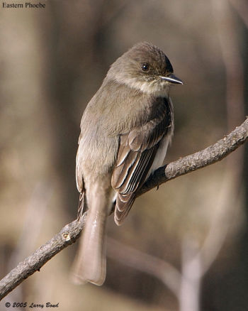 Eastern Phoebe