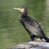 Great Cormorant at Nerang Pool in Canberra.
