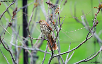 Brown Thrasher