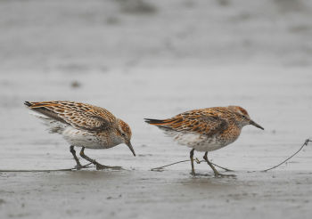 Sharp-tailed Sandpiper