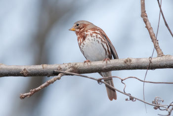 Fox Sparrow