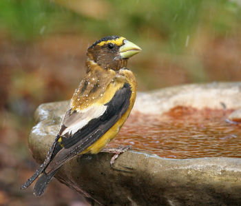 Male in the rain