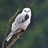 White-tailed Kite