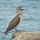 Blue-footed Booby