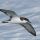 Buller's Shearwater