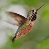 Male in flight on June 5, 2009