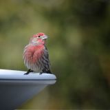 Male at bath