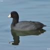 American Coot