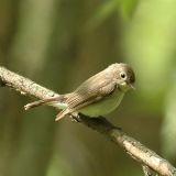 First year male- Russia, Moscow region, Nagornoe - May 2005