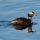 Horned Grebe