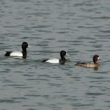 Lesser Scaup