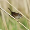 Swamp Sparrow