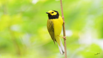 Male Hooded Warbler