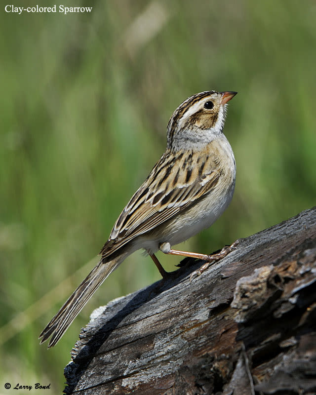 Clay-colored Sparrow - eBirdr