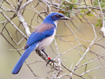 Island Scrub Jay