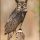 Great Horned Owl