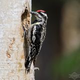 Female - Yukon Territory, CA - July 2011