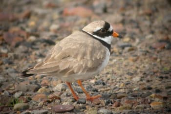 Breeding plumage - April 23.