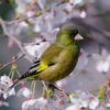 Oriental Greenfinch