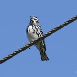 Male on a wire...