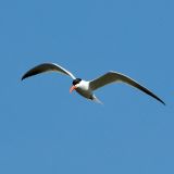 Caspian Tern in flight
