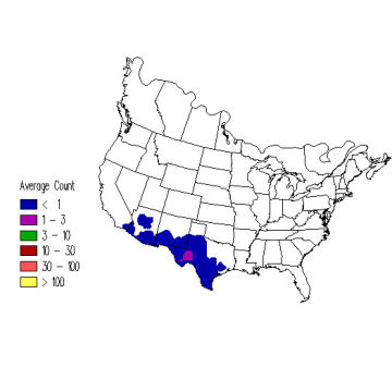 Cassin's Sparrow winter distribution map