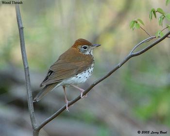 Wood Thrush in winter