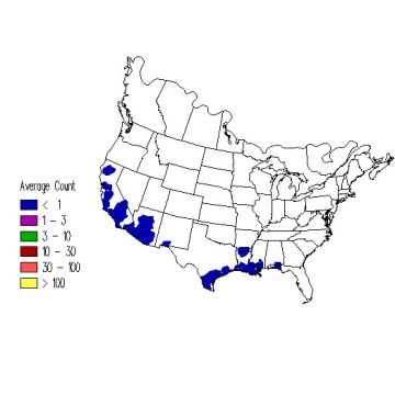 Black-chinned Hummingbird winter distribution map