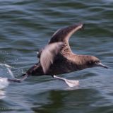 Sooty Shearwater