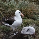 Black-browed Albatross