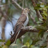 'Hepatic' Oriental Cuckoo in Armstrong Creek, Queensland, AU
