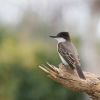 Loggerhead Kingbird