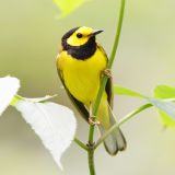 Male Hooded Warbler