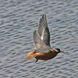 In flight