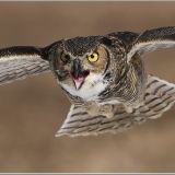 Great Horned Owl in flight