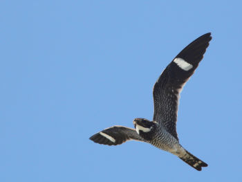 In flight