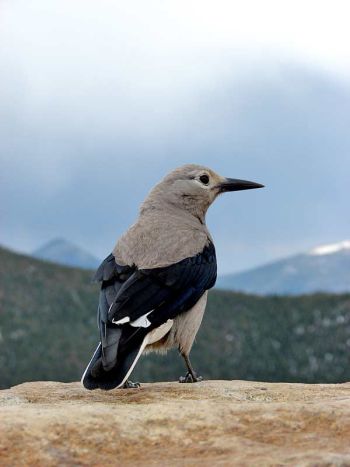 Larimer County, Rocky Mountain National Park, Colorado, US - May 29, 2009