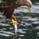 Lofoten / Svolvær, Norway Note: The fish is not wild. Fishes are tossed out from the boat to lure in eagles on commercial eagle-viewing tours.